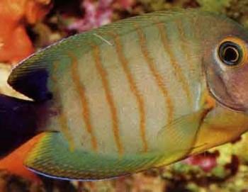 acanthurus tristis