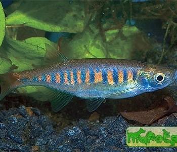 Inlecypris auropurpurea