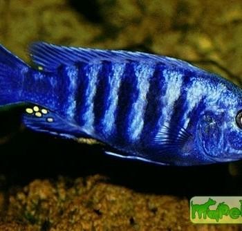 Labidochromis freibergi