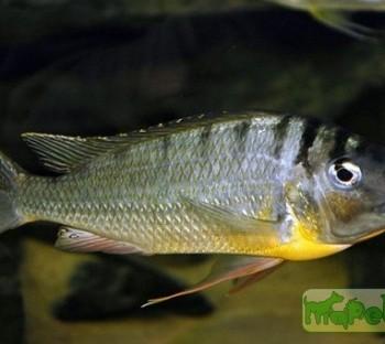Limnotilapia dardennii
