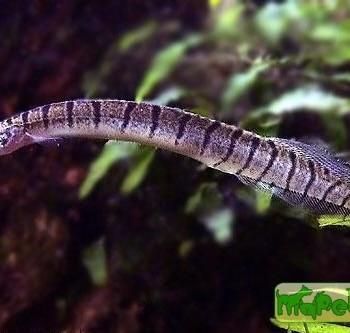 Macrognathus zebrinus