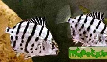 Selenotoca multifasciata