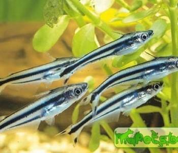 Pareutropius buffei