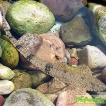 Rineloricaria formosa