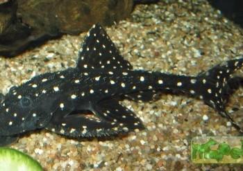 Acanthicus adonis