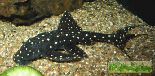 Acanthicus adonis