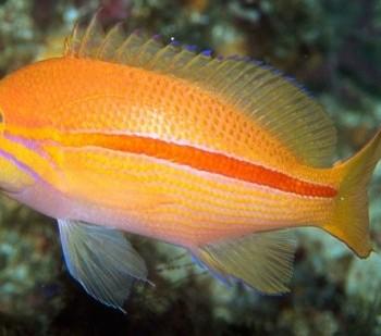 Pseudanthias fasciatus