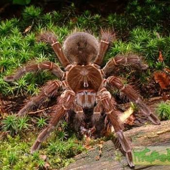 Theraphosa apophysis