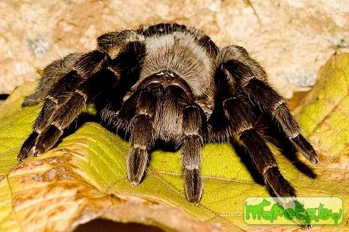 Acanthoscurria atrox