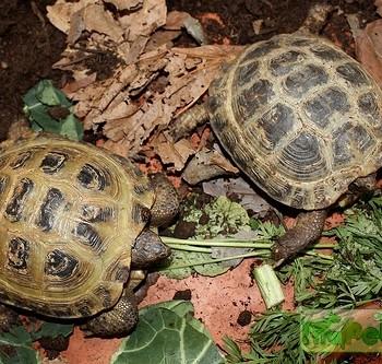 Testudo horsfieldii