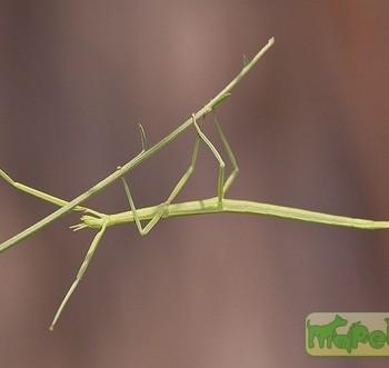 Phasmatidae