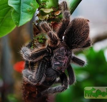 Grammostola gala