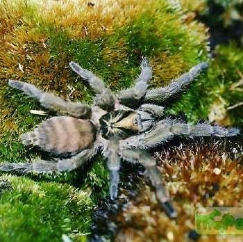 Hapalopus incei