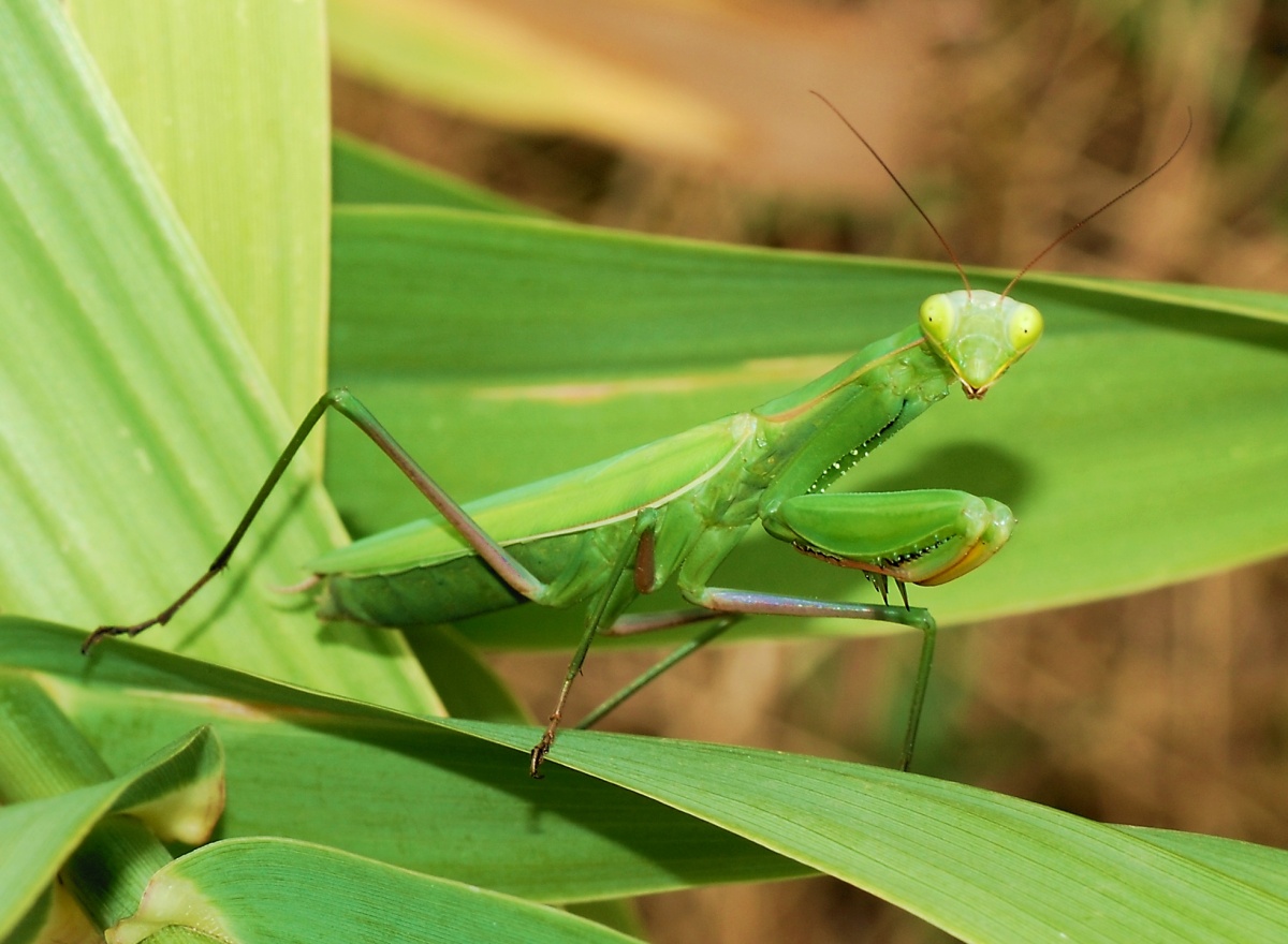 Mantodea