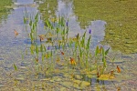 Pontederia cordata