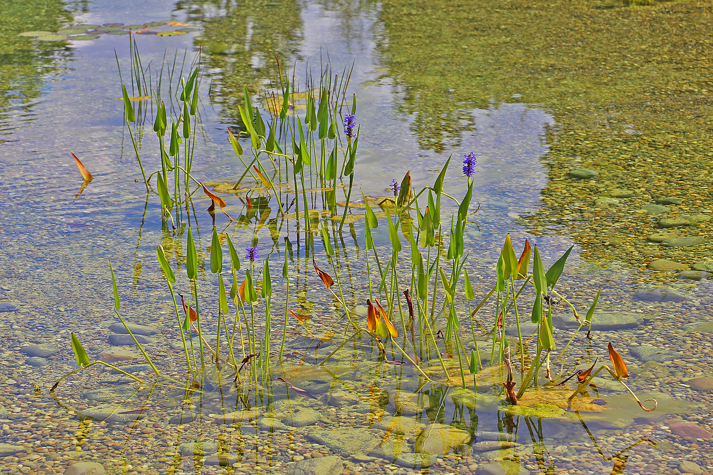 Pontederia cordata