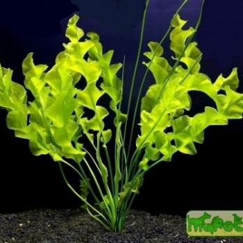 Aponogeton natans