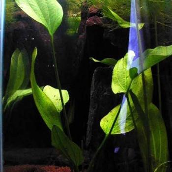 Echinodorus argentinensis
