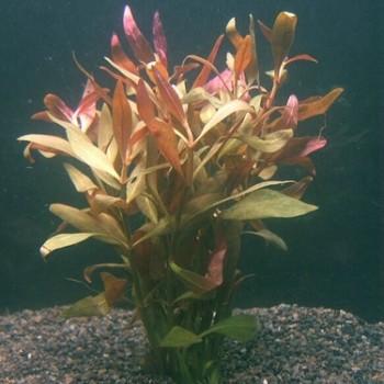 Alternanthera reineckii