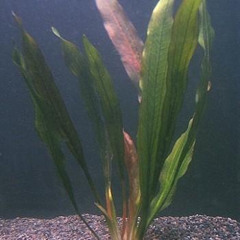 Echinodorus horemanii