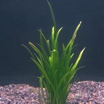 Echinodorus tenellus