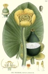 Nuphar luteum