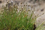 Eleocharis parvula