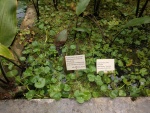 Lagenandra