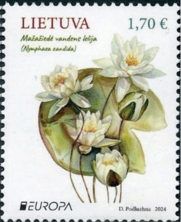 Nymphaea Candida