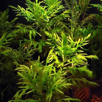 Synnema triflorum