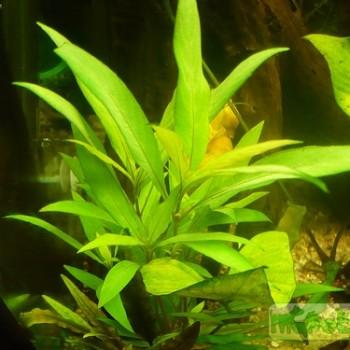 Hygrophila salicifolia