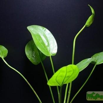 Echinodorus tunicatus