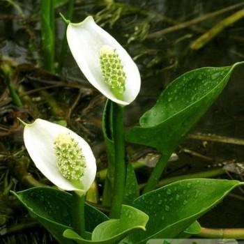 Calla palustris