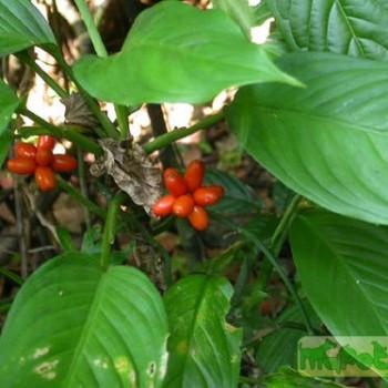 Aglaonema simplex