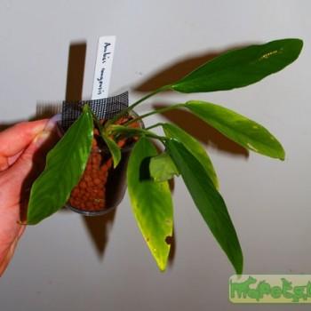 Anubias congensis