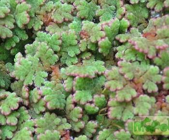Azolla caroliniana