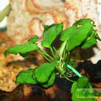 Anubias nana