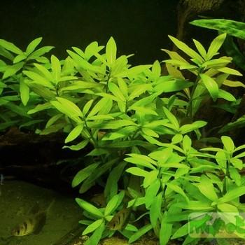 Hygrophila polysperma