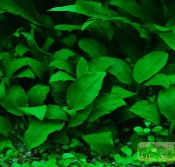 Anubias Barteri