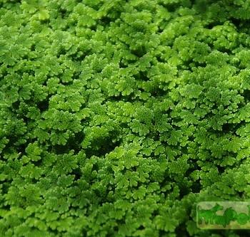 Azolla pinnata