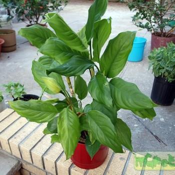 Aglaonema modestum