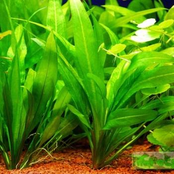Echinodorus amazonicus