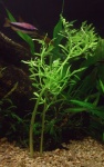 Ceratopteris