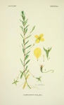 Ludwigia arcuata