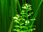 Ludwigia repens