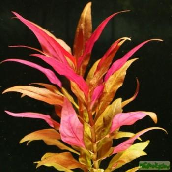 Alternanthera sessilis