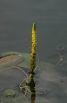 aponogeton lakhonensis