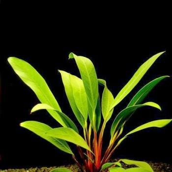 Anubias Afzelii