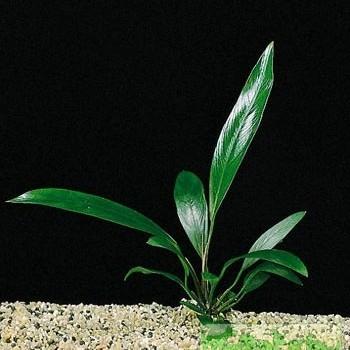 Anubias lanceolata