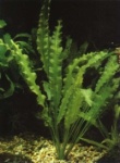 Aponogeton echinatus